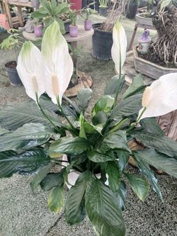 Peace Lilies Sale! 🤍$15