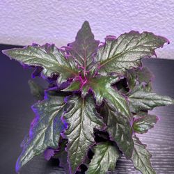 Purple Passion Plant 