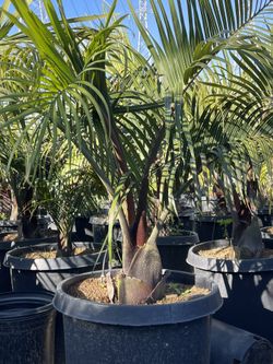 Palm Sale