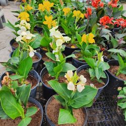 Planta De Coyol De Diferentes Colores 3gallones 