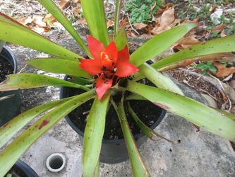 3 Beautiful Plants🍃🌷🌿