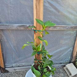 Pole Golden potho Plant 8" pot