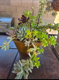 Decoration Suculents Plants Mix