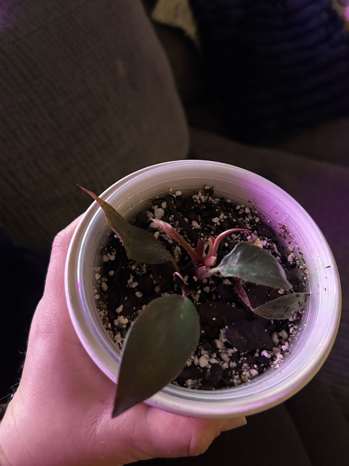 pink princess philodendron pup grown from mother plant which is pictured