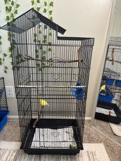 Canary bird and cage