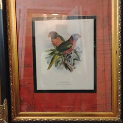 Exotic Bird Prints