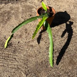Dragon Fruit Plant 