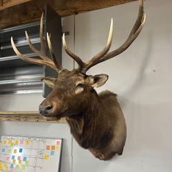 Elk mount 
