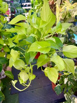 Plants (6”pot🌿Neon pothos $20 each)