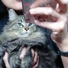 Catsrangels