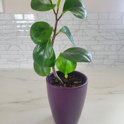 Peperomia Plant