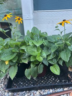 Rudbeckia plant