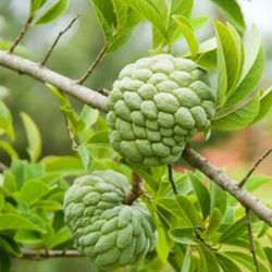 Cherimoya  Tree