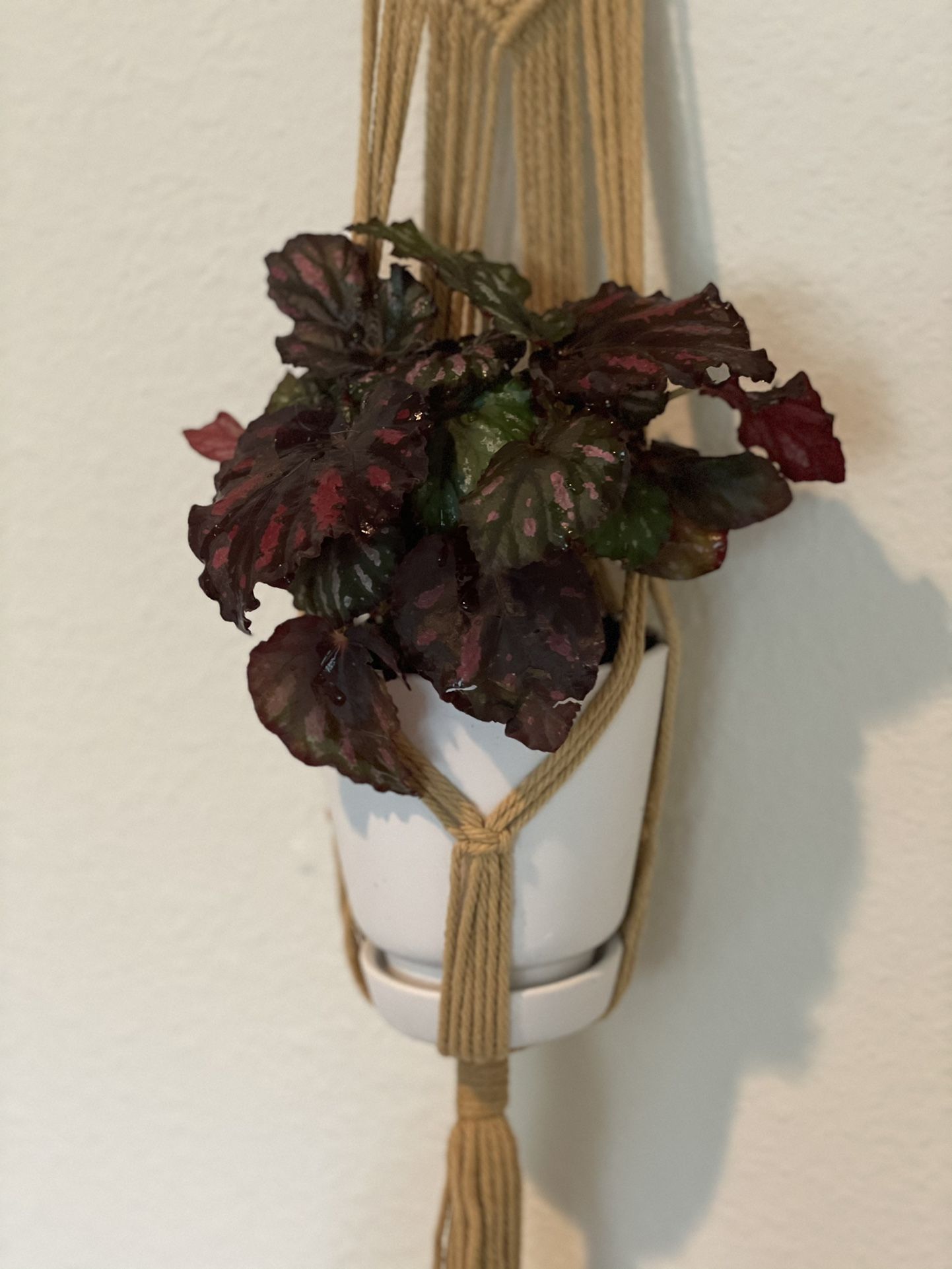 Macrame Hanger With Plant