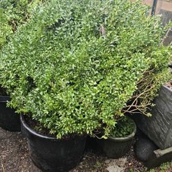 POTTED DWARF BOXWOODS