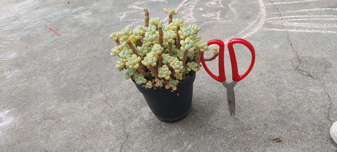 succulent plants
