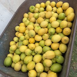 Limones Amarillos.   1 $.    Libra