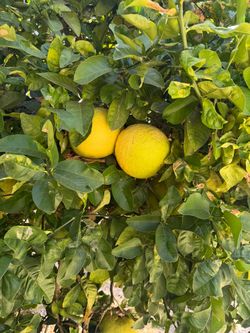 Organic Pomelo - ripe on tree