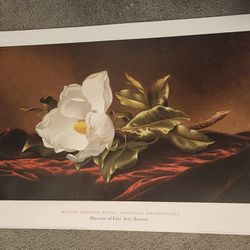 Magnolia Grandiflora by Martin Johnson Heade 28"x20" Museum Art Print Flower