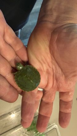 Baby turtle - Red Eared Slider