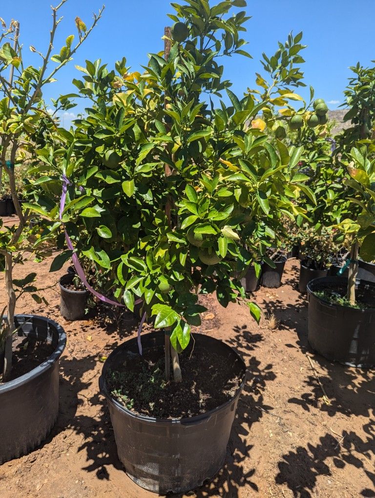 $275 Each Arizonagrown Citrus Trees