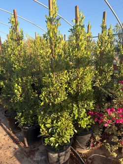 Indian Laurel ficus 15 gallons