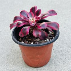 Succulents plants 🪴 