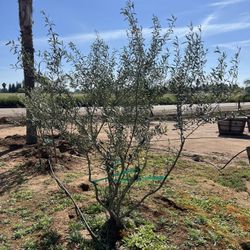 Beautiful Fruitless Olive Trees For Sale