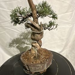 Bonsai