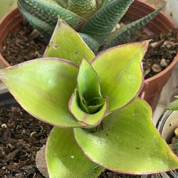 Succulents Plants 4”inch 