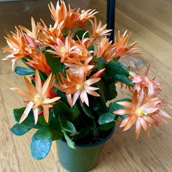 Live Blooming Orange Spring Cactus / Free Delivery Available 