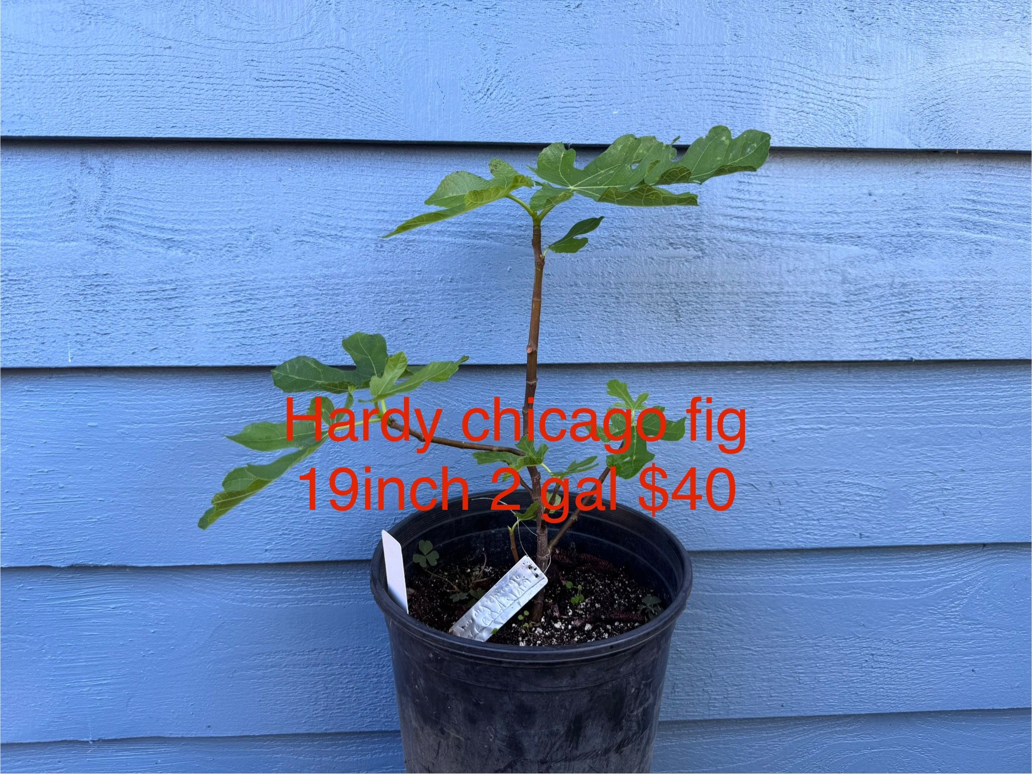 hardy chicago fig tree