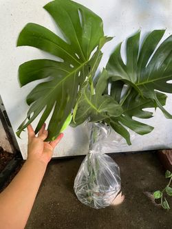 Huge 18” split leaf monstera deliciosa cutting; exact one; 95820