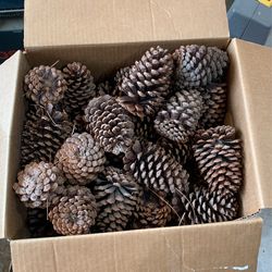 Pine Cones
