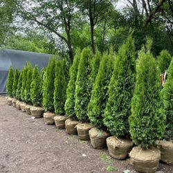 5-6 & 6-7 Foot Emerald Green Arborvitae Free Delivery! 