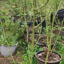 2 Rose Bushes In Pots $25 each ( I Don't know the Color)