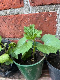 Bitter Melon Plant