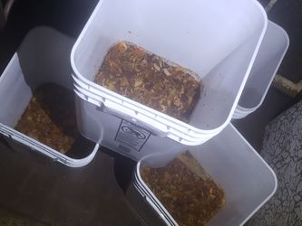 Fresh Black Soldier Fly Frass — Organic Fertilizer, $10/lb