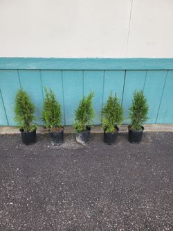 ARVORVITAE TREES (5)