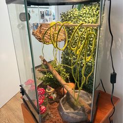 Hexagon Reptile Tank
