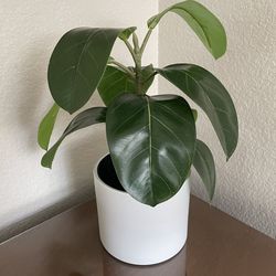 Faux Plant In Modern White Ceramic Pot