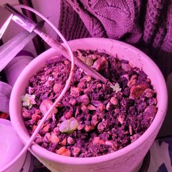 4 Succulents In One Ceramic Pot (Minor Dings To Pot) W/ Custom, Specialty Hand Mixed Soil