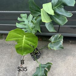 Monstera Deliciosa Plant
