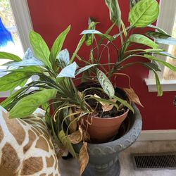 Plantas De Adentro De La Casa Tengo Orquídeas Y Otro Tipo De Plantas 