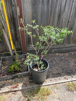 Chile plants  de árbol