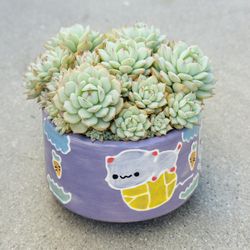 Succulents plants 🪴 