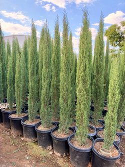 Italian cypress 15 gal 8 feet tall