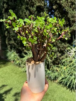 Bonsai tree