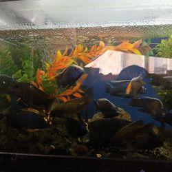 Fish Tank Decorations