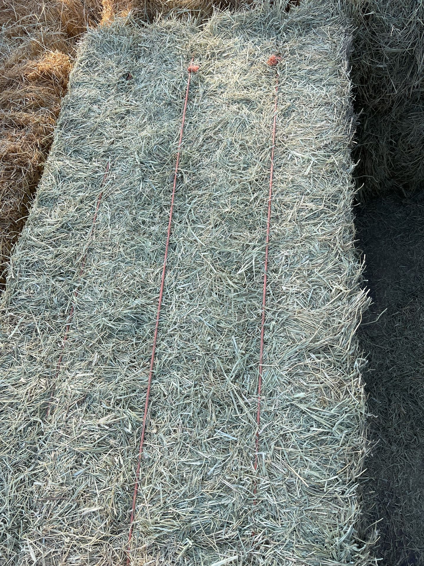Cattle Hay (Bermuda)